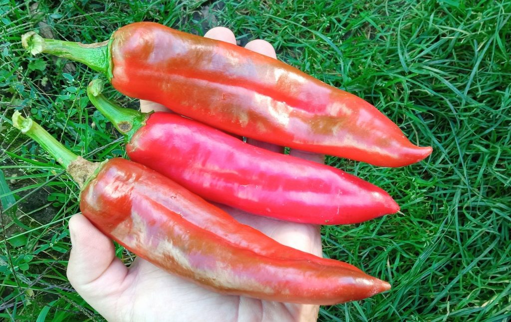 Najveća Ljuta Paprika na Svijetu - Numex Big Jim