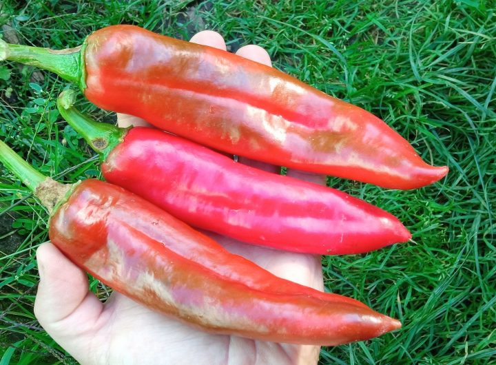 Najveća Ljuta Paprika na Svijetu - Numex Big Jim