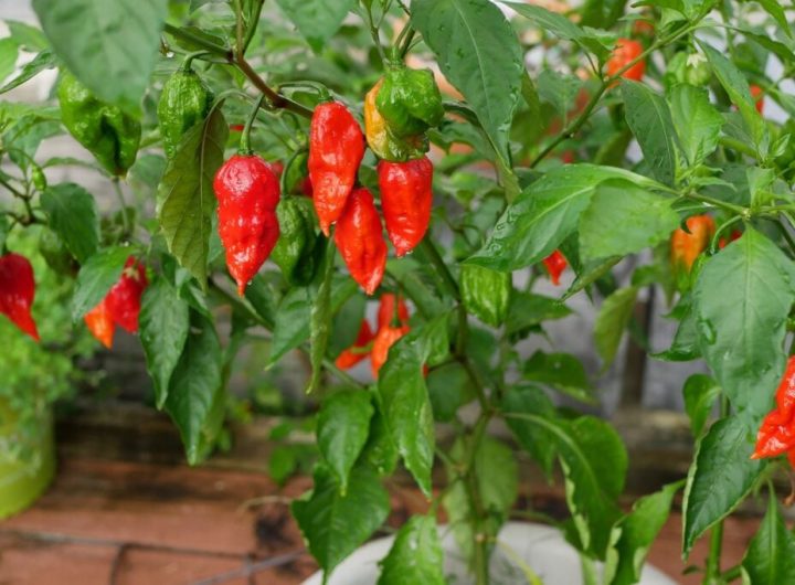 Ljuta Papričica Bhut Jolokia (Ghost Pepper)