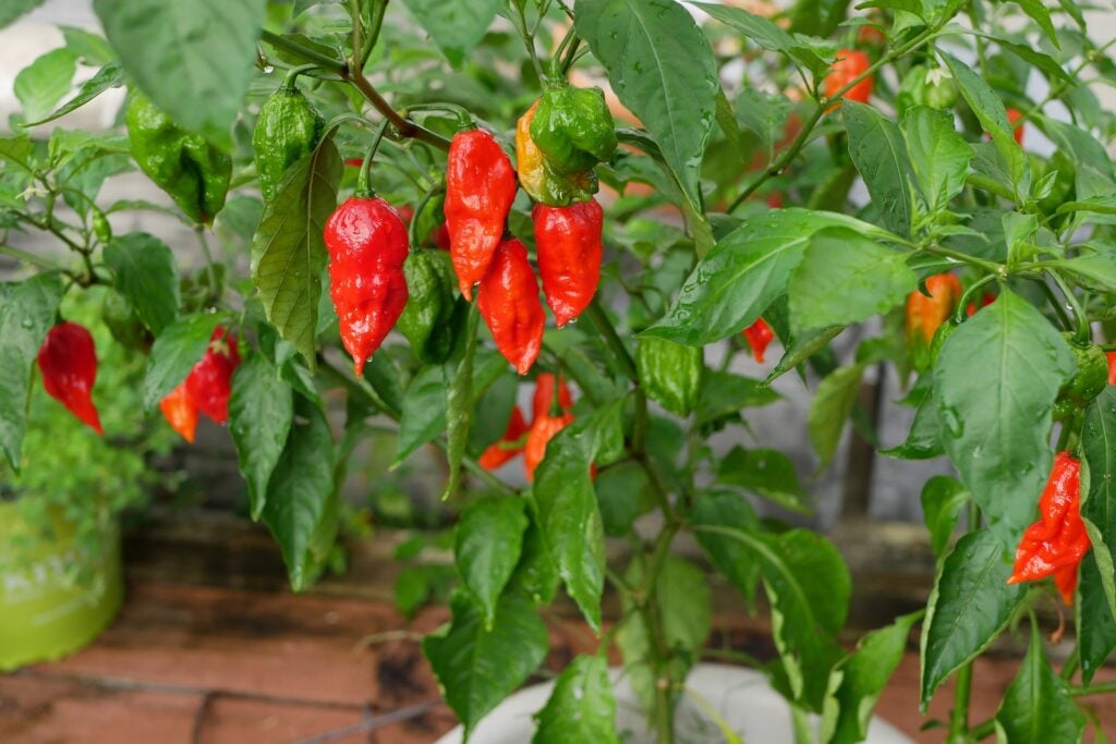 Ljuta Papričica Bhut Jolokia (Ghost Pepper)