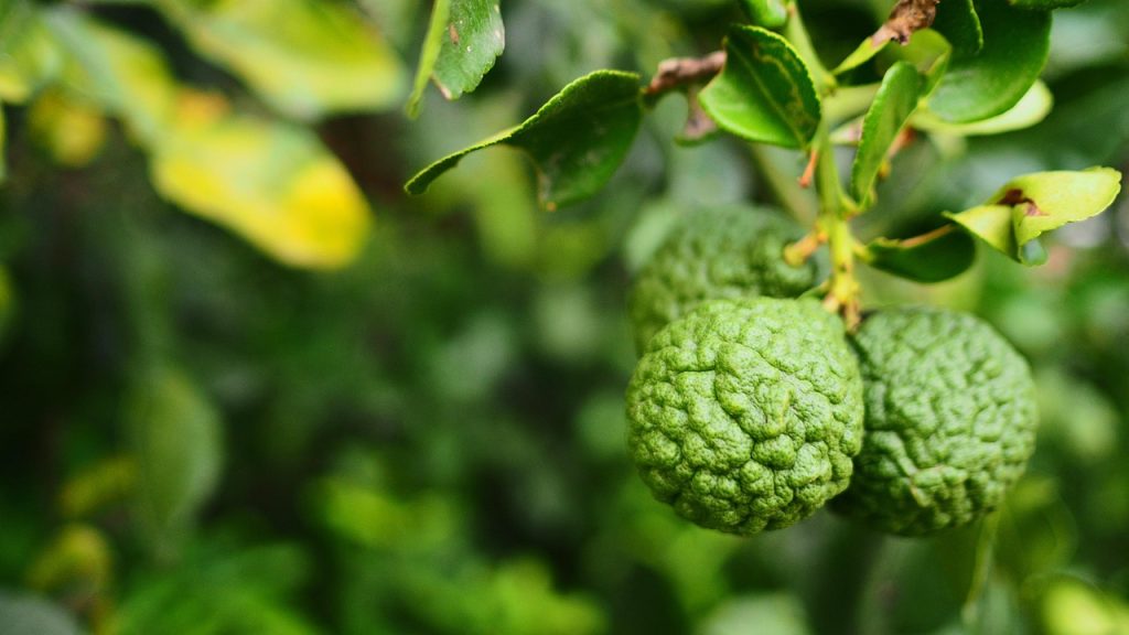 Čudo iz prirode: Kako Uzgoj Citrus Bergamota Može Transformirati Vaše Zdravlje!