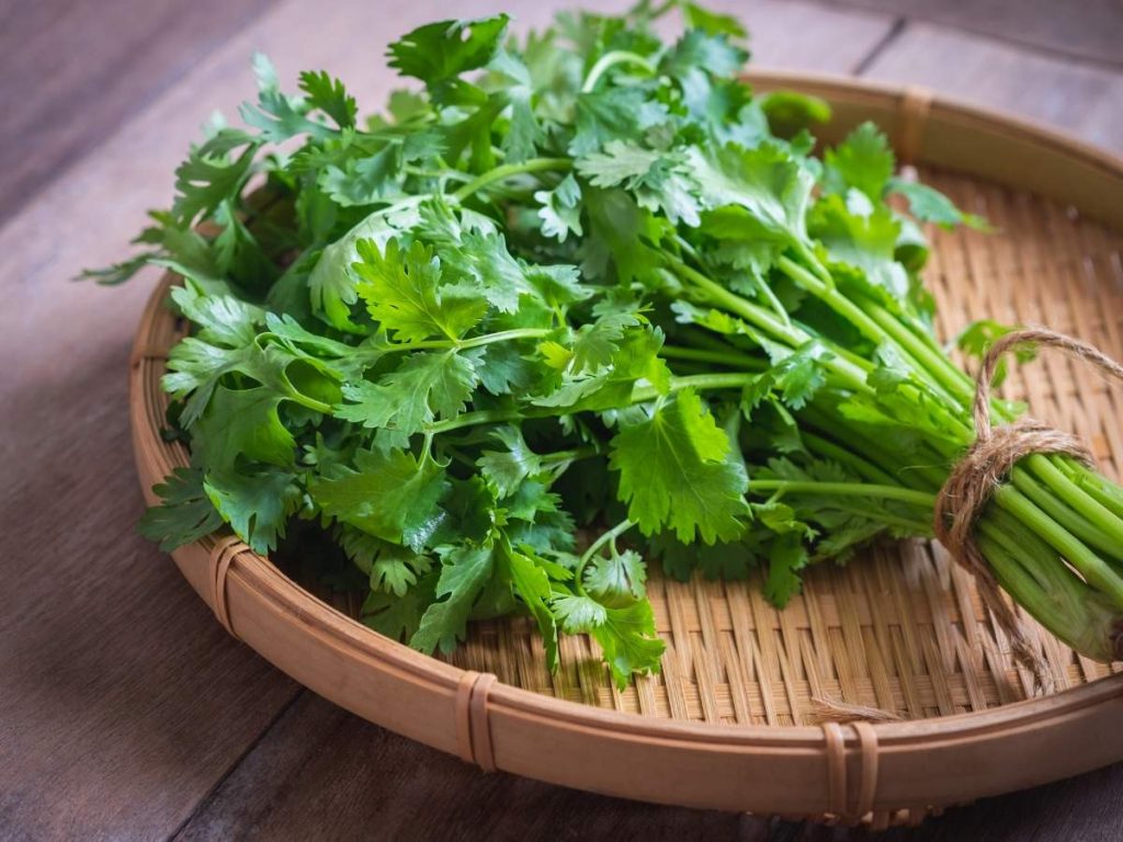 Kako Prepoznati i Pravilno Koristiti Cilantro, Peršin, Celer i Selen? Detaljan Vodič za Začinsko Bilje u Kuhinji i Vrtu