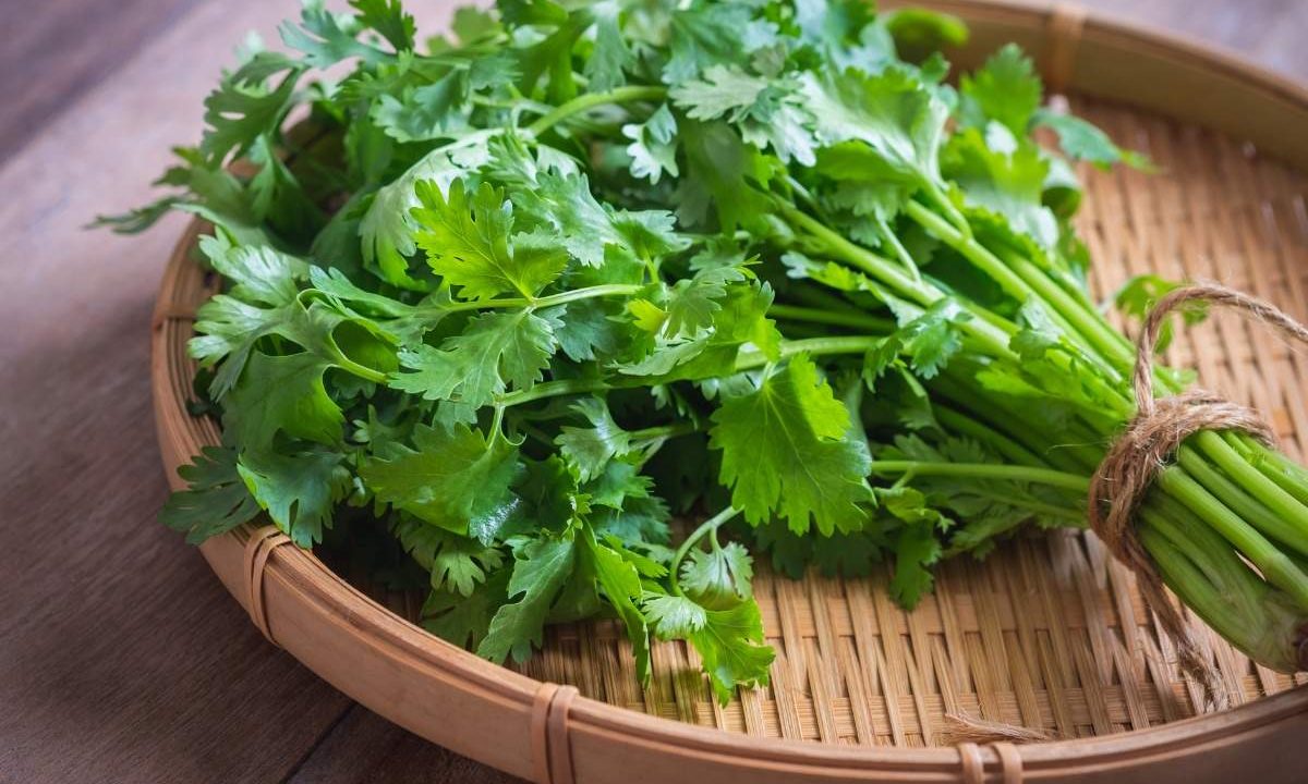 Kako Prepoznati i Pravilno Koristiti Cilantro, Peršin, Celer i Selen? Detaljan Vodič za Začinsko Bilje u Kuhinji i Vrtu