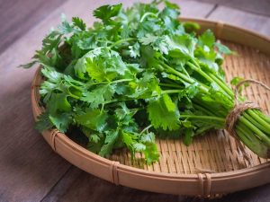 Kako Prepoznati i Pravilno Koristiti Cilantro, Peršin, Celer i Selen? Detaljan Vodič za Začinsko Bilje u Kuhinji i Vrtu