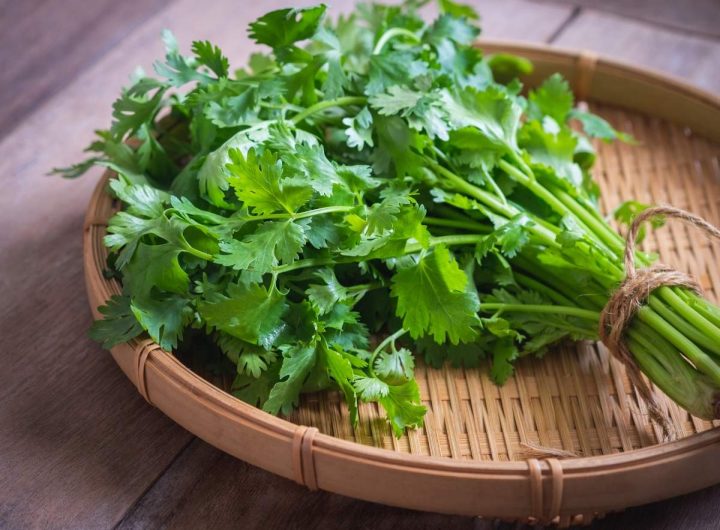Kako Prepoznati i Pravilno Koristiti Cilantro, Peršin, Celer i Selen? Detaljan Vodič za Začinsko Bilje u Kuhinji i Vrtu