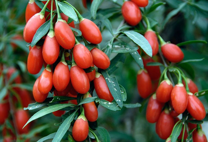 Goji Bobice, Sorte i Organski Uzgoj