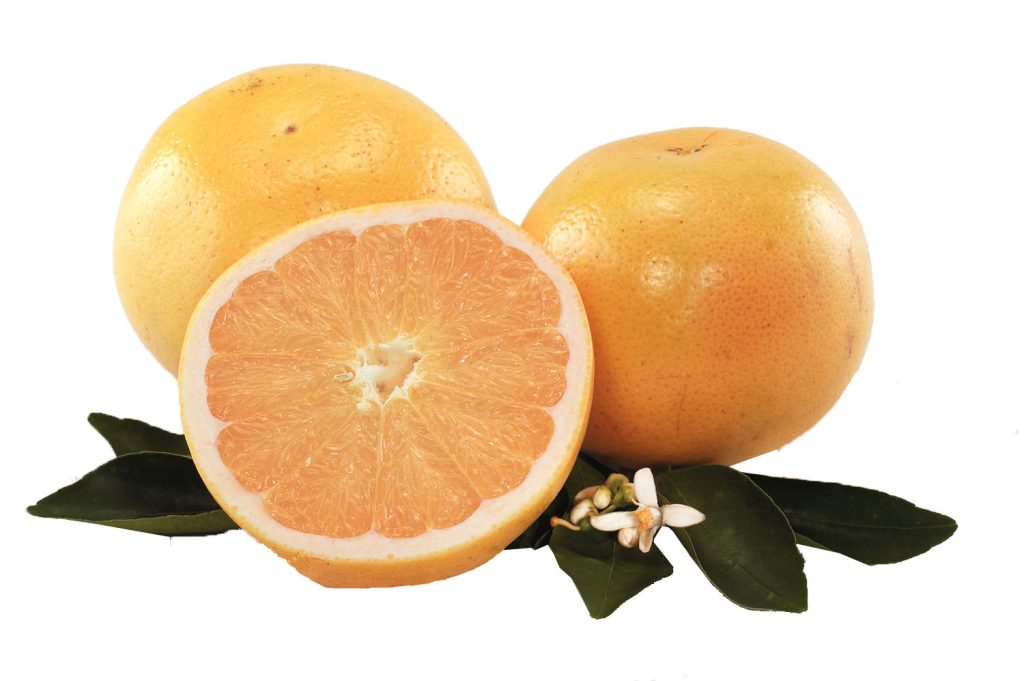Grejp (Grapefruit), Sorte i Uzgoj