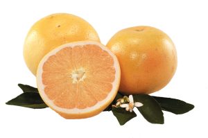 Grejp (Grapefruit), Sorte i Uzgoj